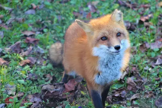 Renard roux curieux en lisière de forêt